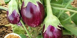 Brinjal Seed