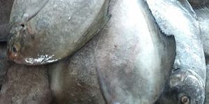 Black Pomfret Fish