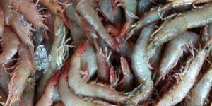 Brown Prawns