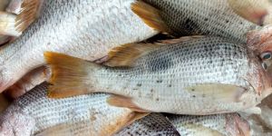Red Snapper Fish