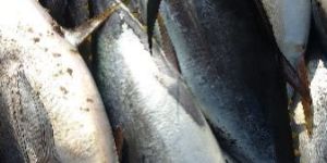 Yellowfin Tuna Fish
