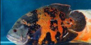Black Oscar Fish