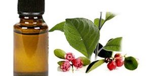 Wintergreen Oil