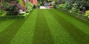Artificial Grass