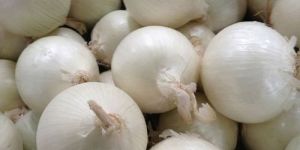 Fresh White Onion