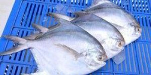 Pomfret Fish