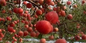 Red Indian Apples