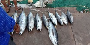 Fresh Yellow Fin Tuna