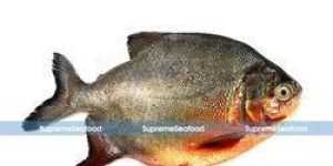 Fresh Water Pomfret Fish