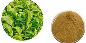 Green Tea Extract