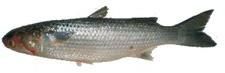 Mullet Fish