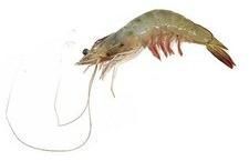 White Prawn
