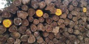 Ghana Teak Wood