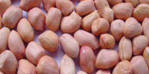 Groundnut Seed
