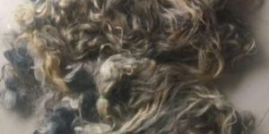 Raw Grey Hair Unwashed