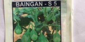 Brinjal Seeds