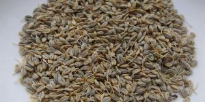Parsley Seeds