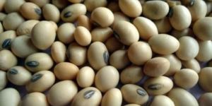 Soya Beans