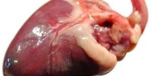 Frozen Chicken Heart