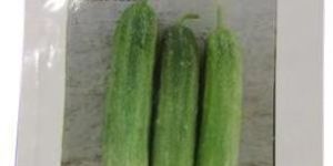 Star-5 Cucumber Seeds