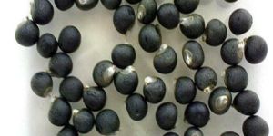 Vinayak Bhindi Seeds