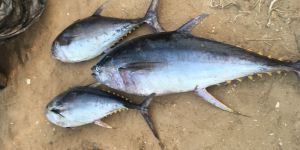 Yellowfin Tuna Fish