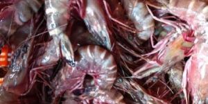 Black Tiger Prawns
