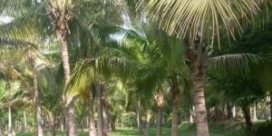 Coconut Tree