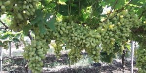 Fresh Green Grapes