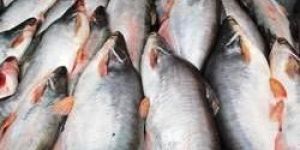 Pangas Fish