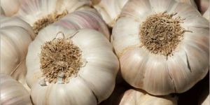 Fresh White Garlic