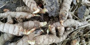 Fresh Turmeric Roots