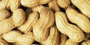 Groundnut