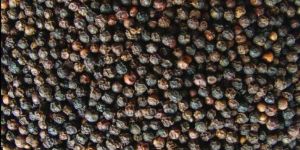 Black Pepper