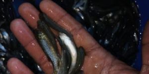 Grass Carp Fish Seed