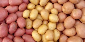 Fresh Potato