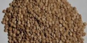 Dried Green Brinjal Seed