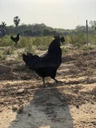 Live Kadaknath Chicken