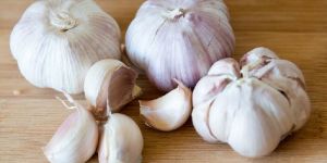 Fresh Garlic
