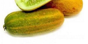 Fresh Vellari Cucumber