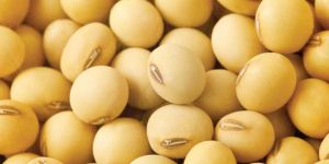 Soybean Seeds