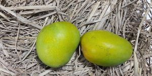 Fresh Alphonso Mango