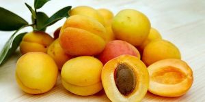 Fresh Apricot
