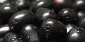 Fresh Black Plum