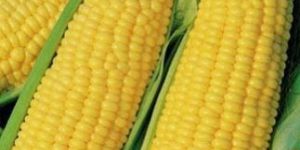 Fresh Yellow Corn