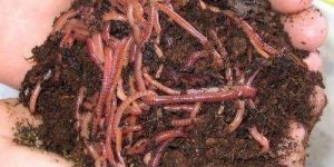 Organic Vermicompost