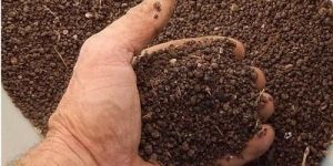 Organic Chicken Manure