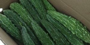 Bitter Gourd