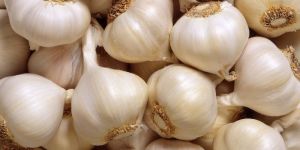 Garlic
