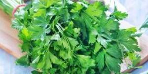 Parsley Leaves